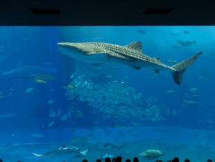 美ら海水族館　黒潮水槽